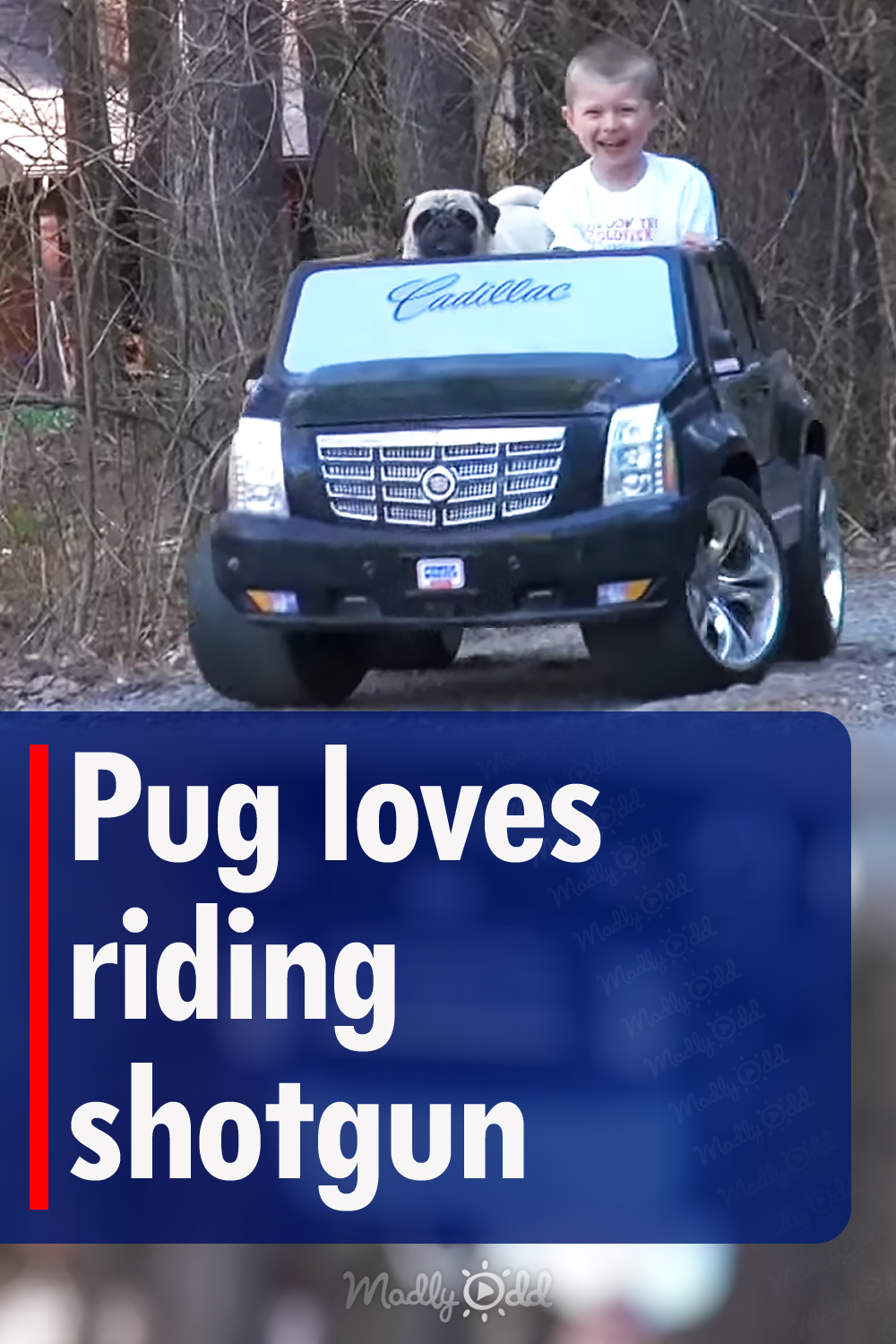 Pug loves riding shotgun