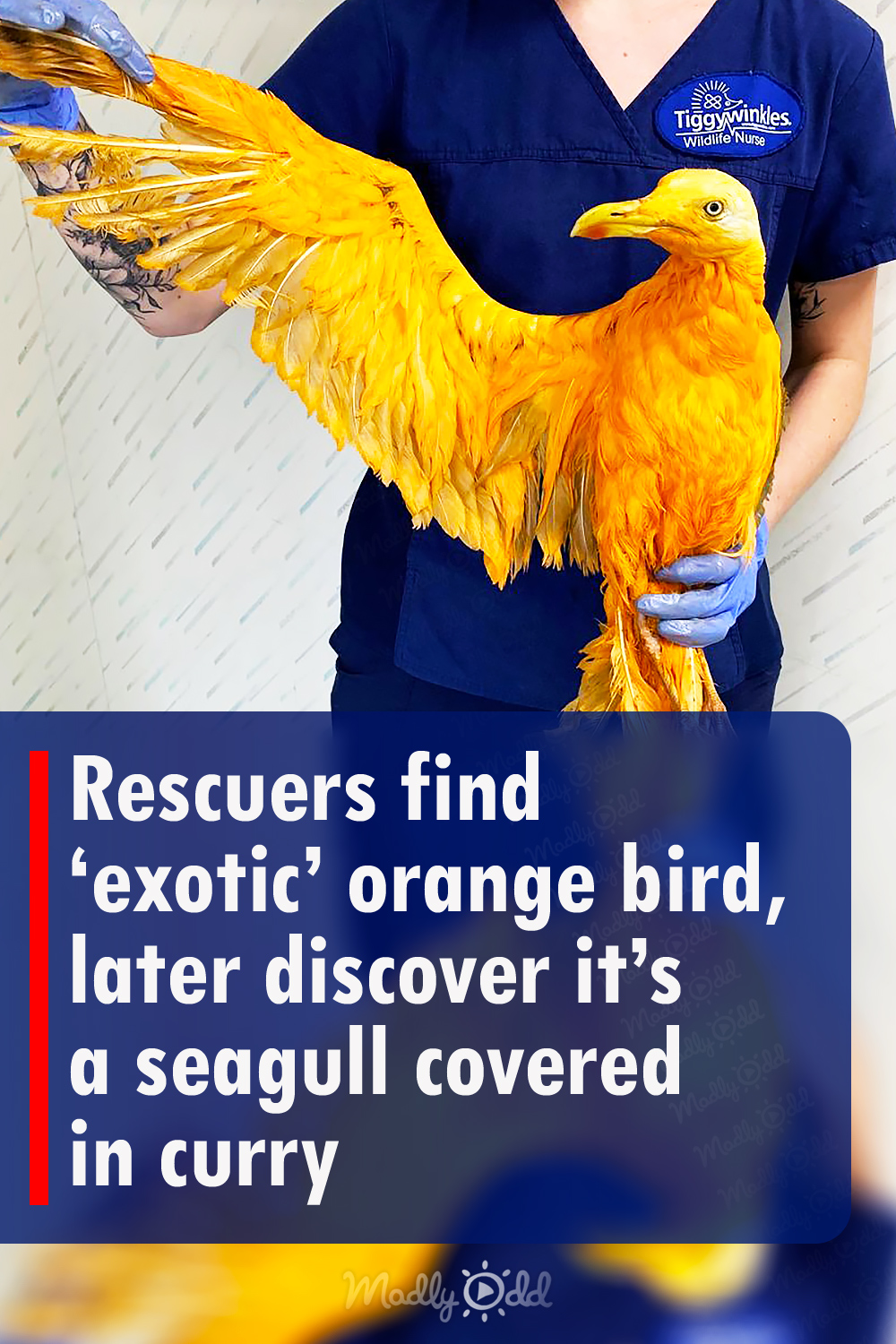 Rescuers find ‘exotic’ orange bird, later discover it’s a seagull covered in curry