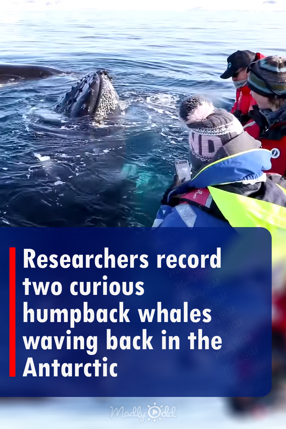 Researchers record two curious humpback whales waving back in the Antarctic