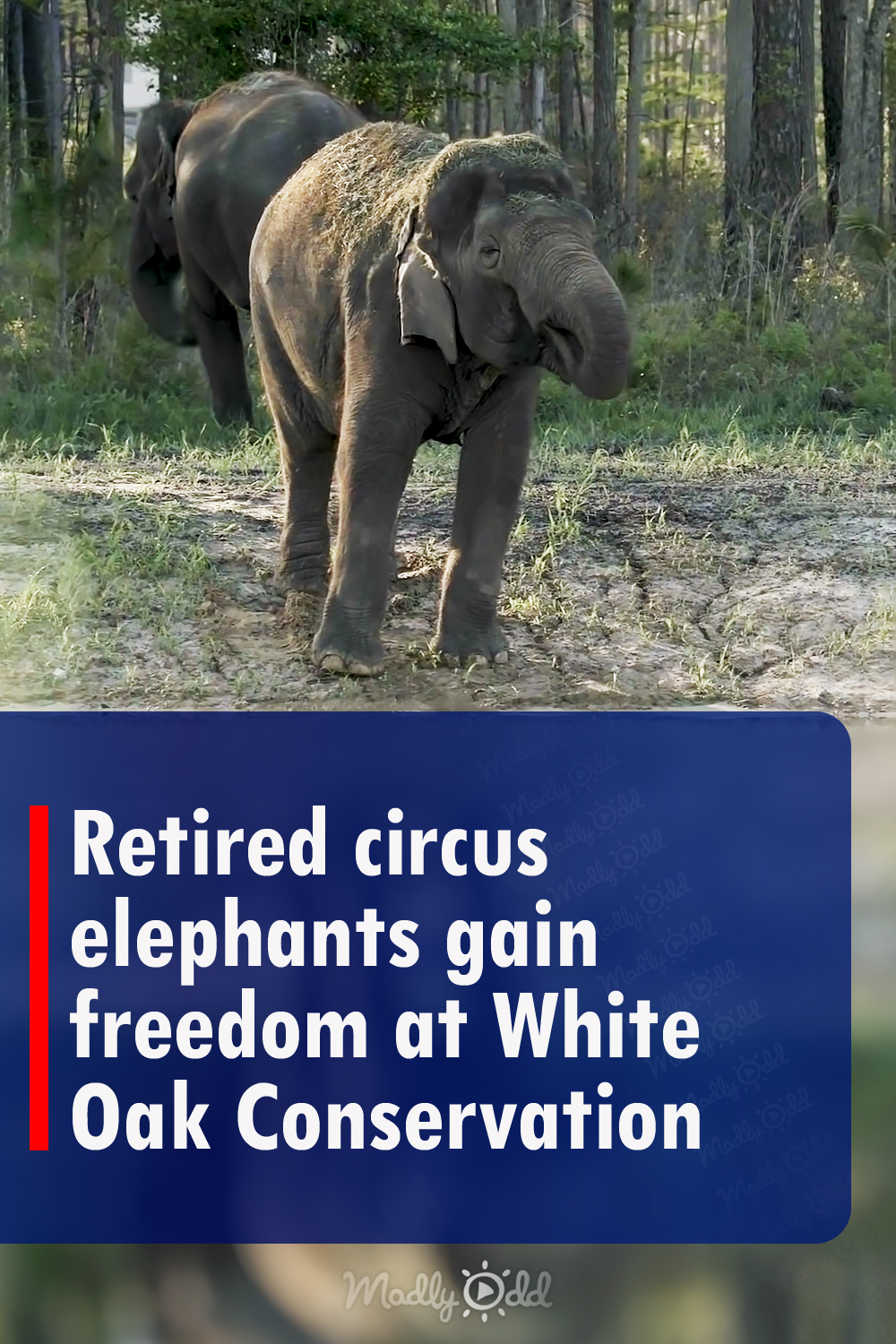 Retired circus elephants gain freedom at White Oak Conservation