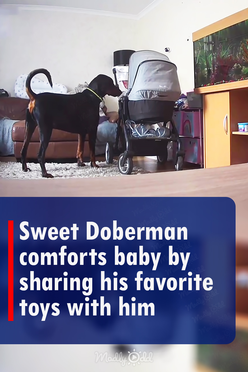Sweet Doberman comforts baby by sharing his favorite toys with him