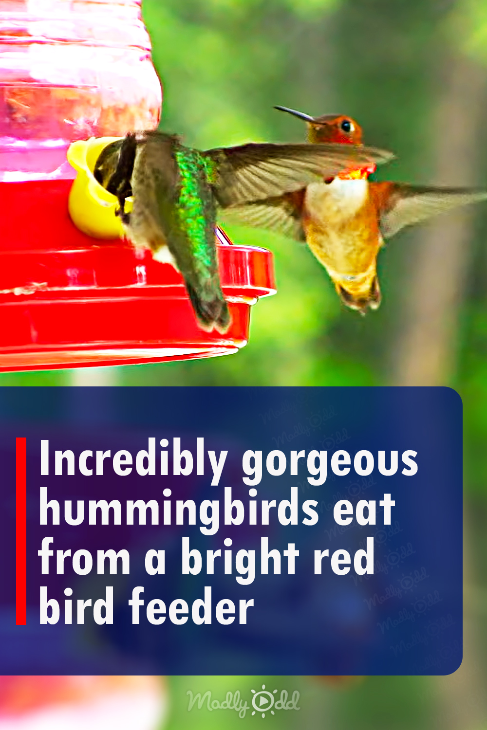 Incredibly gorgeous hummingbirds eat from a bright red bird feeder