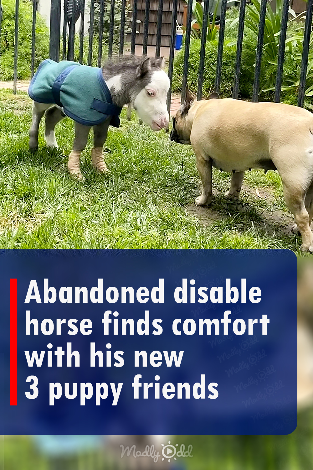 Abandoned disable horse finds comfort with his new 3 puppy friends