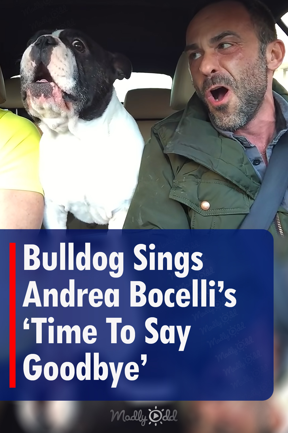 Bulldog Sings Andrea Bocelli\'s \'Time To Say Goodbye\'