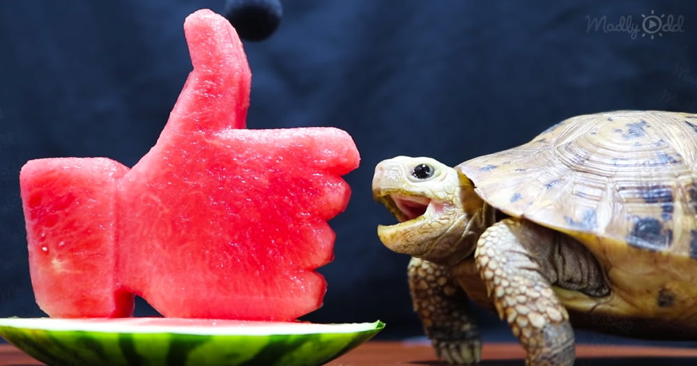 turtle eating watermelon