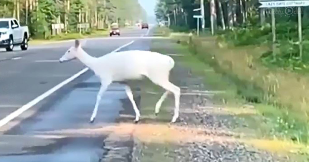 albino deer crossing road
