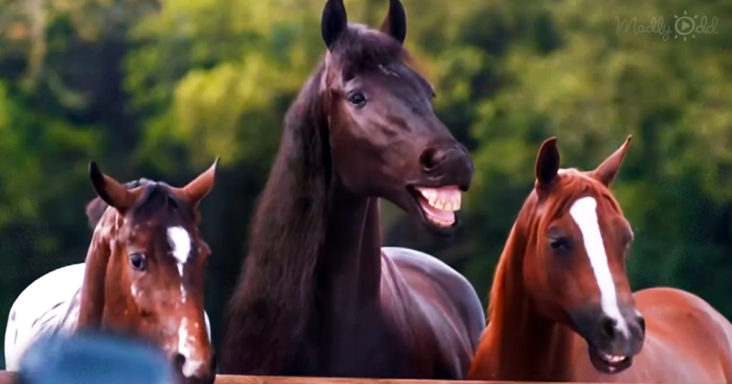 Horses laugh at man
