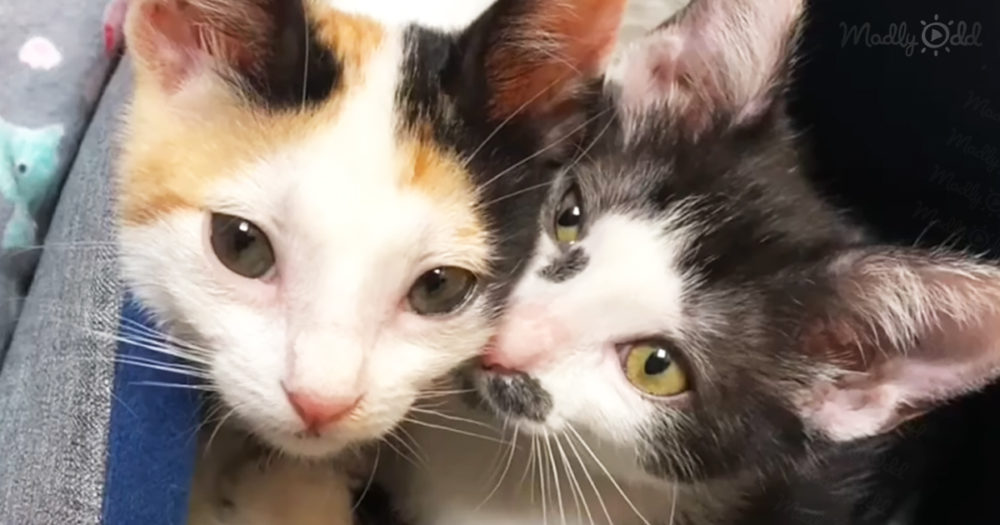 Kitten accepts rescued calico as her best friend