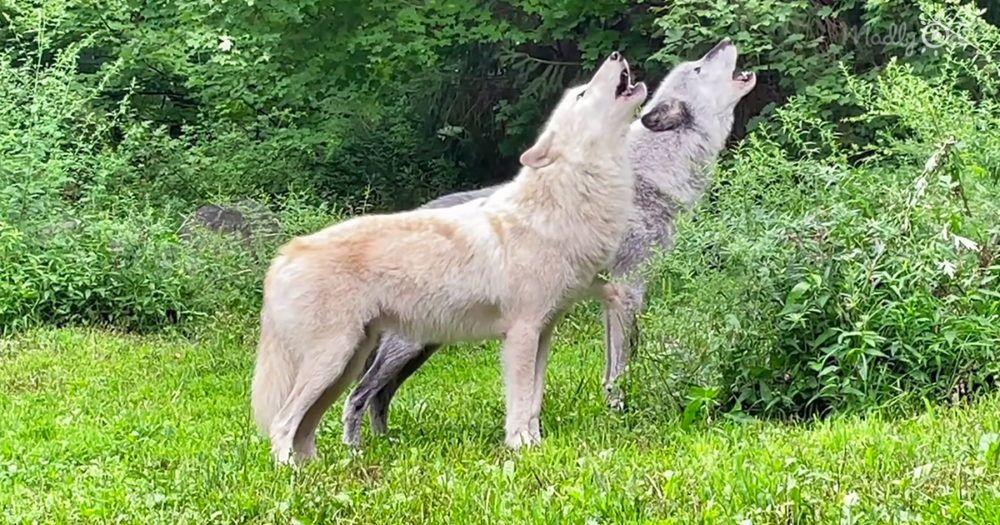 Pair of wolves singing