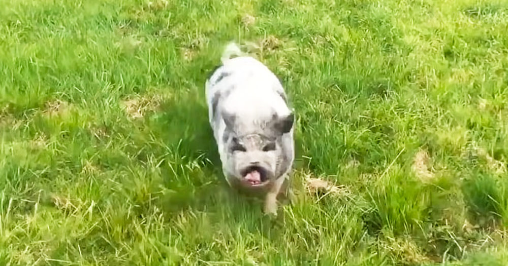 Pig rescued after ten years