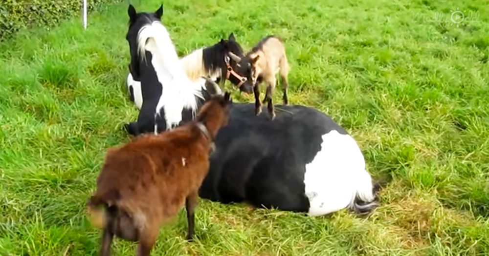 Horse and little goats
