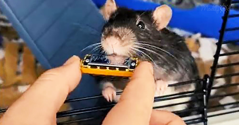 rat playing a tiny harmonica