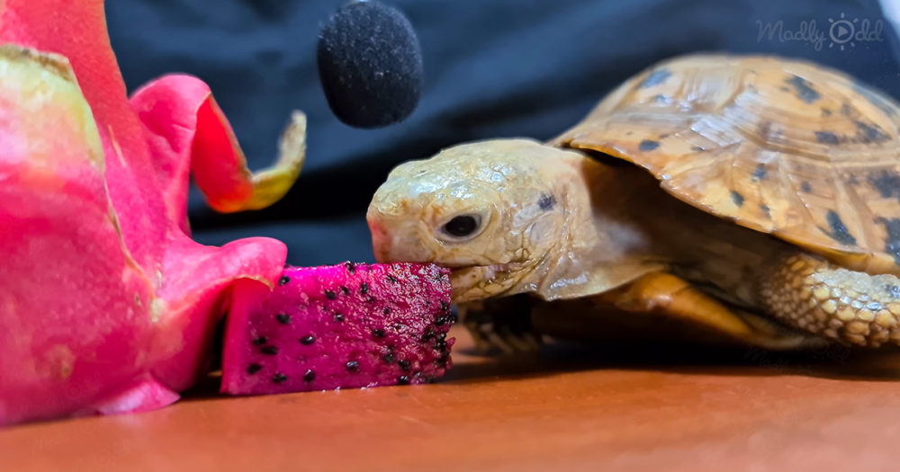 Turtle eating dragon fruit