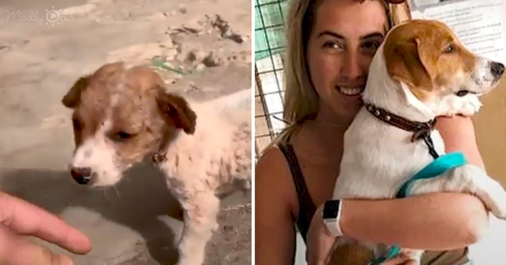 woman rescues tiny puppy