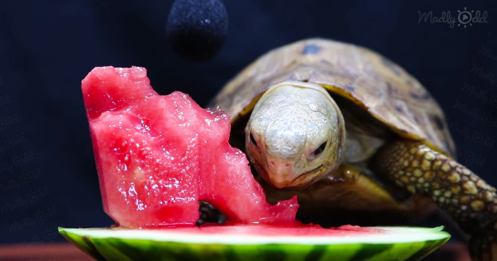 turtle eating watermelon