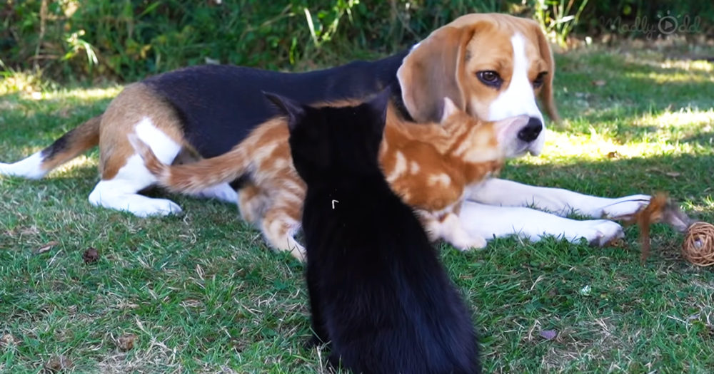 Beagle mom with 2 tiny rescued kittens