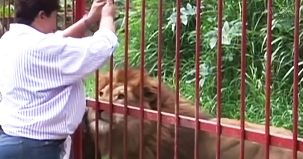 lion reunites with his human mother