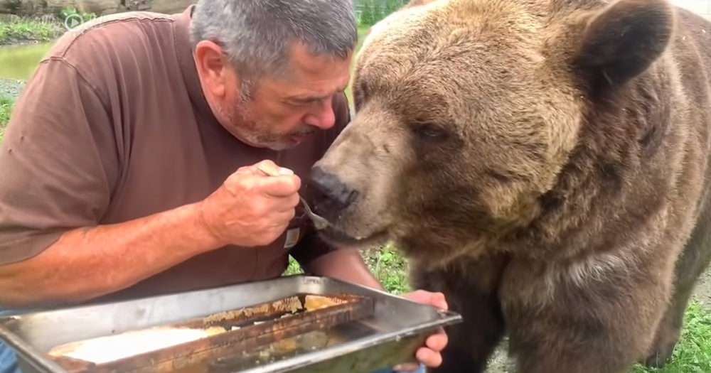 grizzly bear eating honey