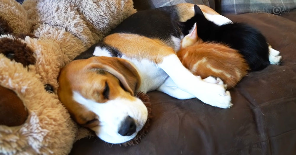 Beagle mom with 2 tiny rescued kittens