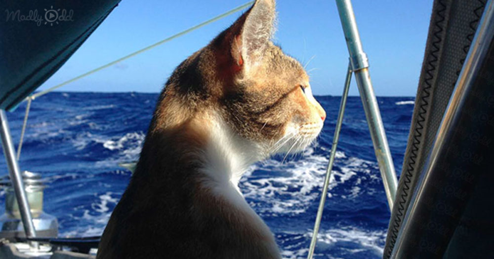 Woman sail around the world with her rescue cat