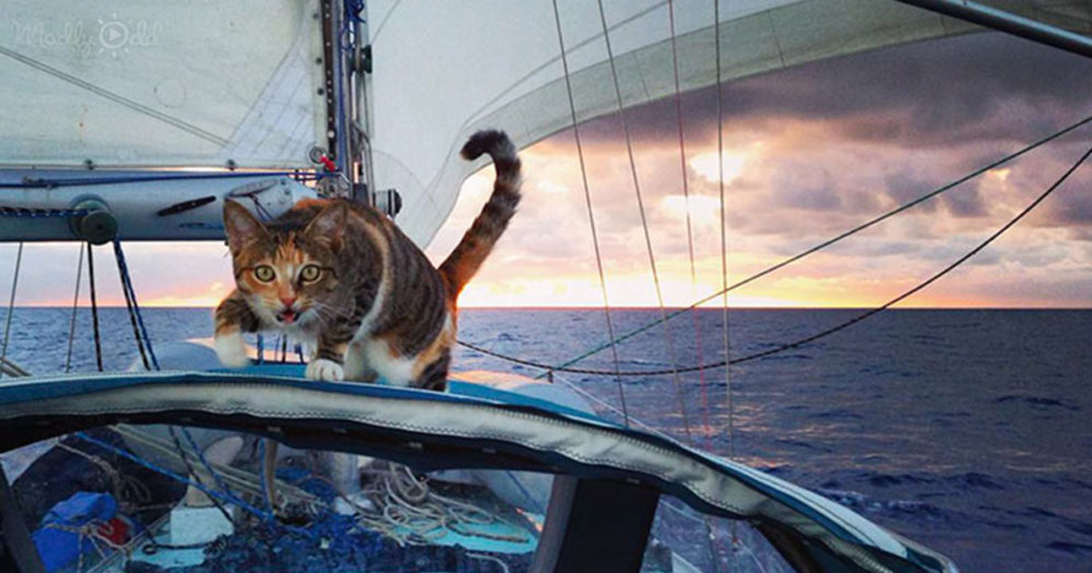 Woman sail around the world with her rescue cat