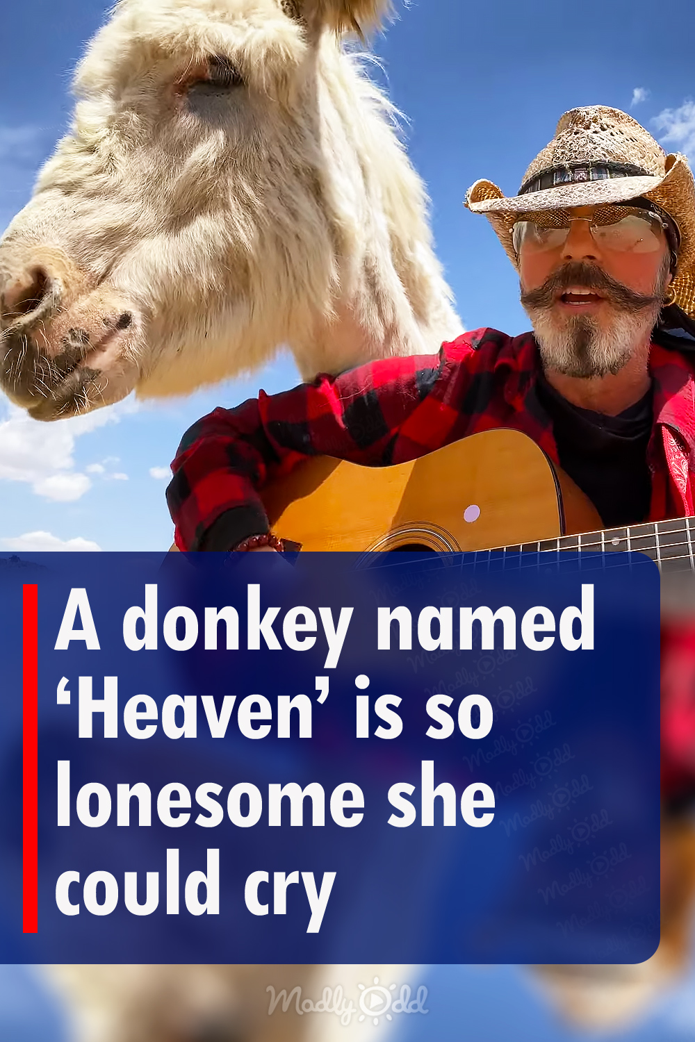 A donkey named \'Heaven\' is so lonesome she could cry