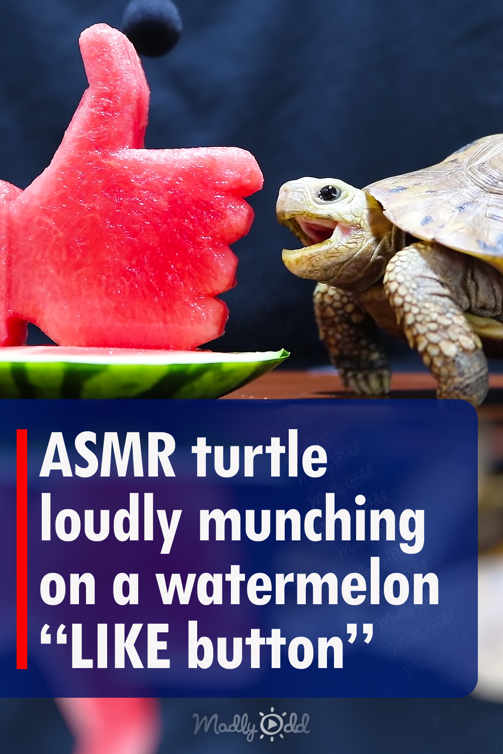 ASMR turtle loudly munching on a watermelon \