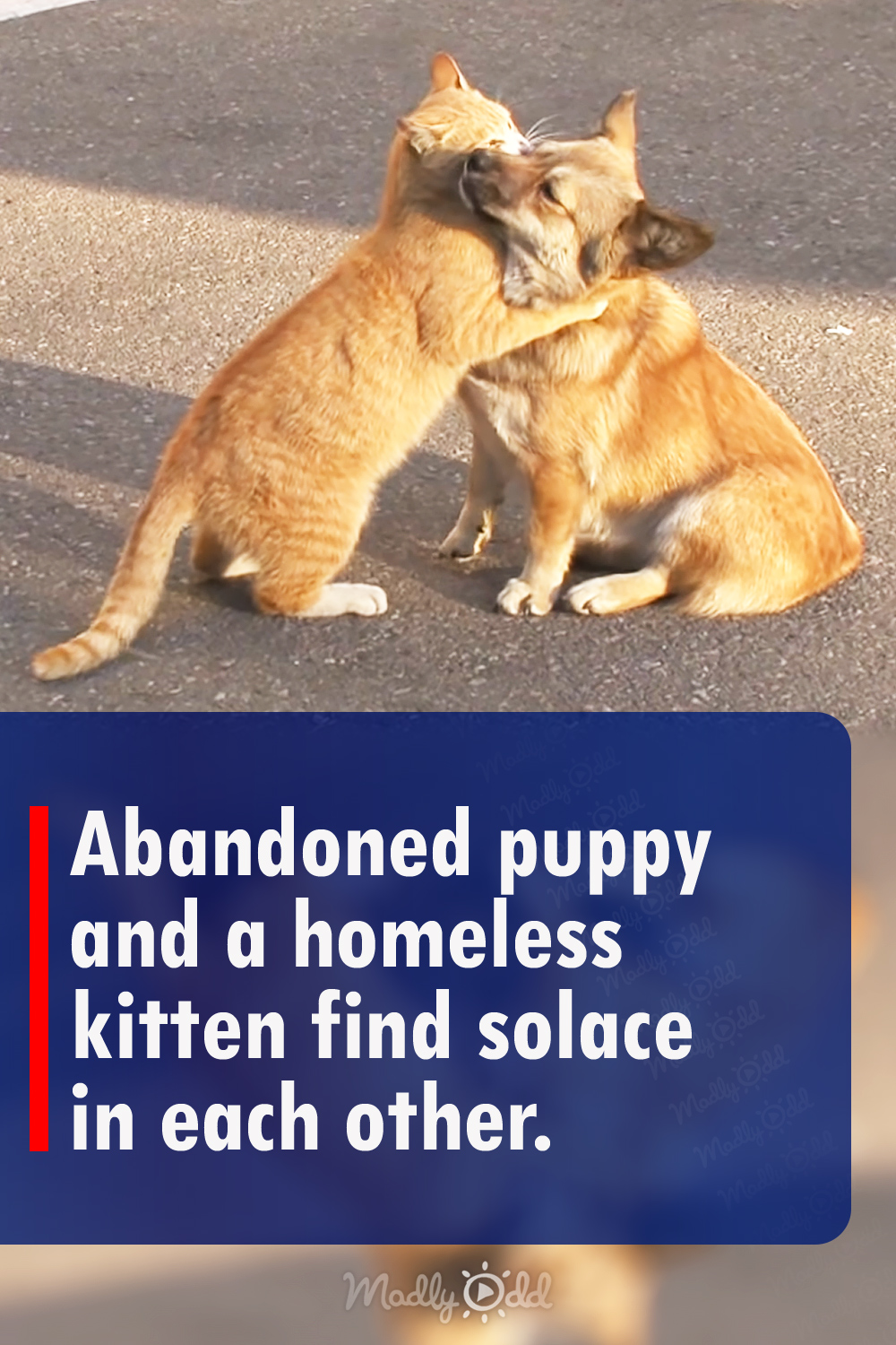 Abandoned puppy and a homeless kitten find solace in each other.