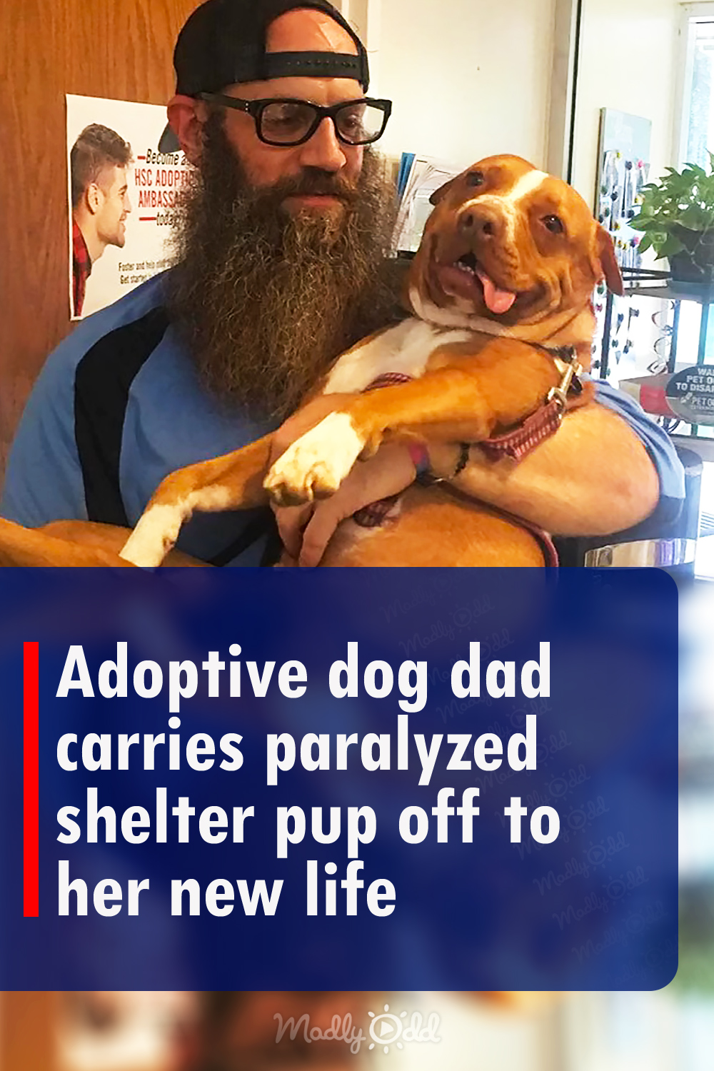 Adoptive dog dad carries paralyzed shelter pup off to her new life