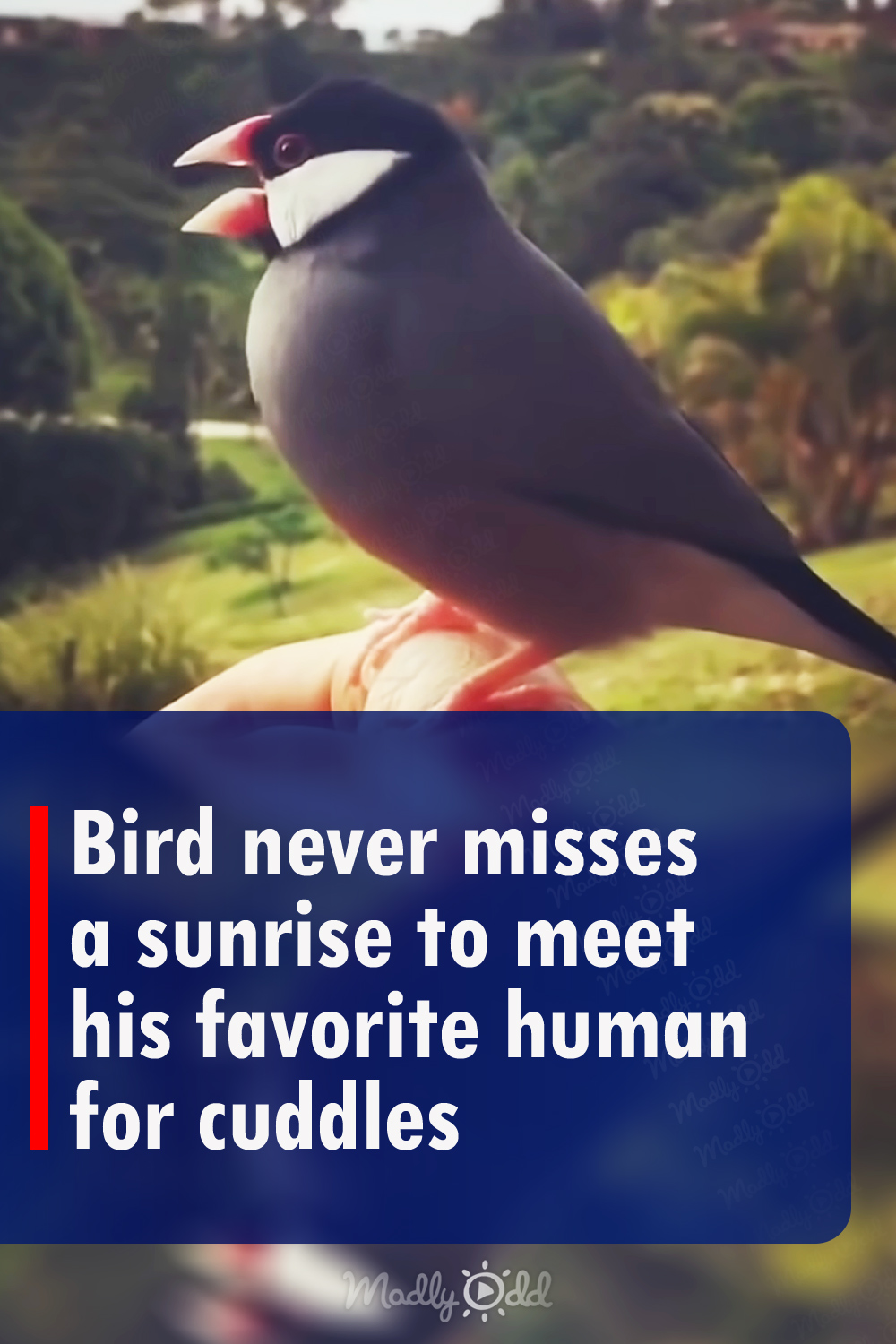 Bird never misses a sunrise to meet his favorite human for cuddles
