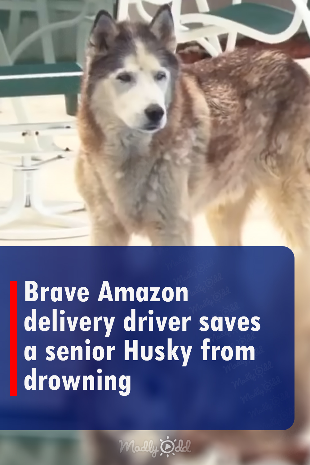 Brave Amazon delivery driver saves a senior Husky from drowning