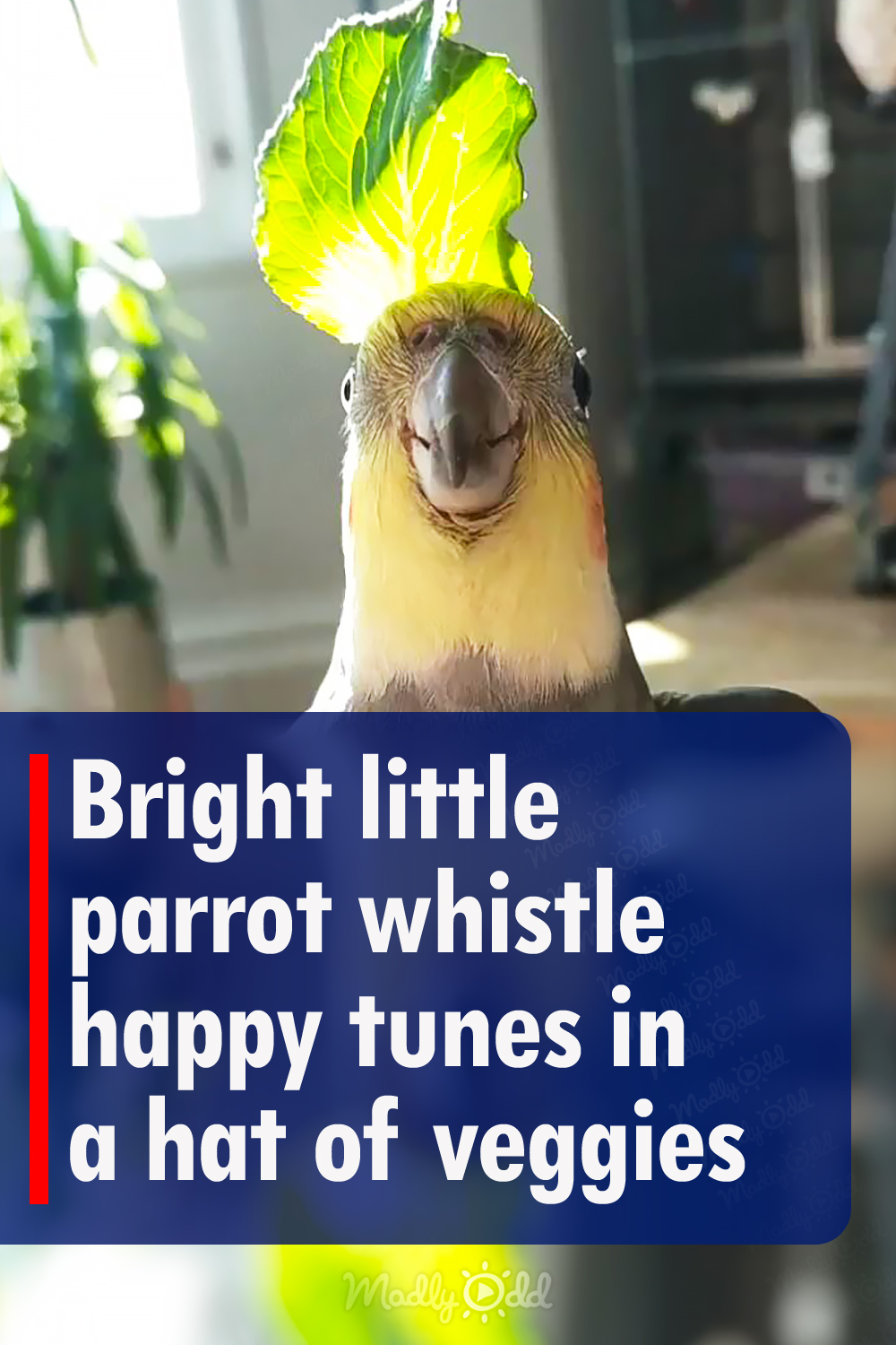 Bright little parrot whistle happy tunes in a hat of veggies