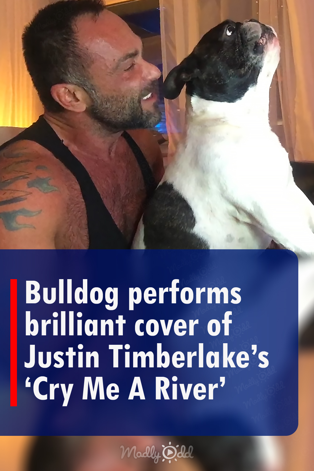 Bulldog performs brilliant cover of Justin Timberlake\'s \'Cry Me A River\'