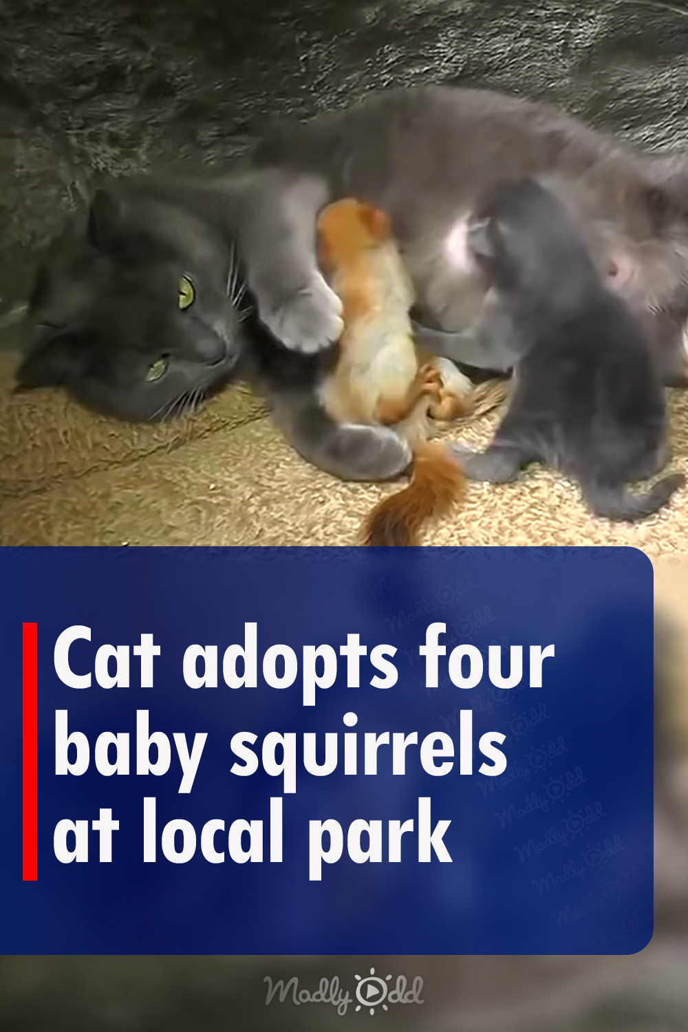 Cat adopts four baby squirrels at local park