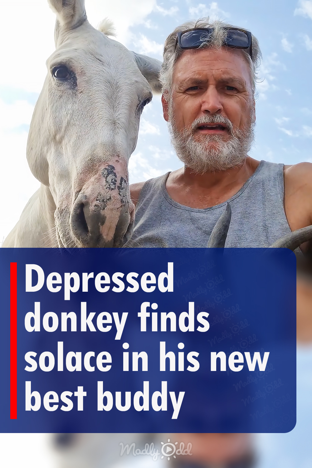 Depressed donkey finds solace in his new best buddy
