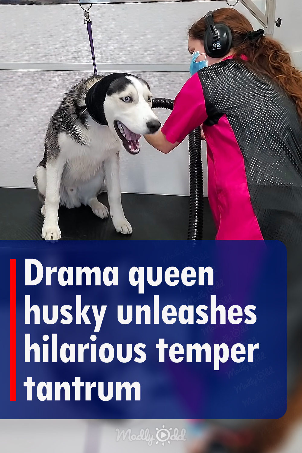 Drama queen husky unleashes hilarious temper tantrum