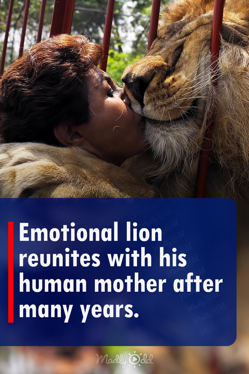 Emotional lion reunites with his human mother after many years.