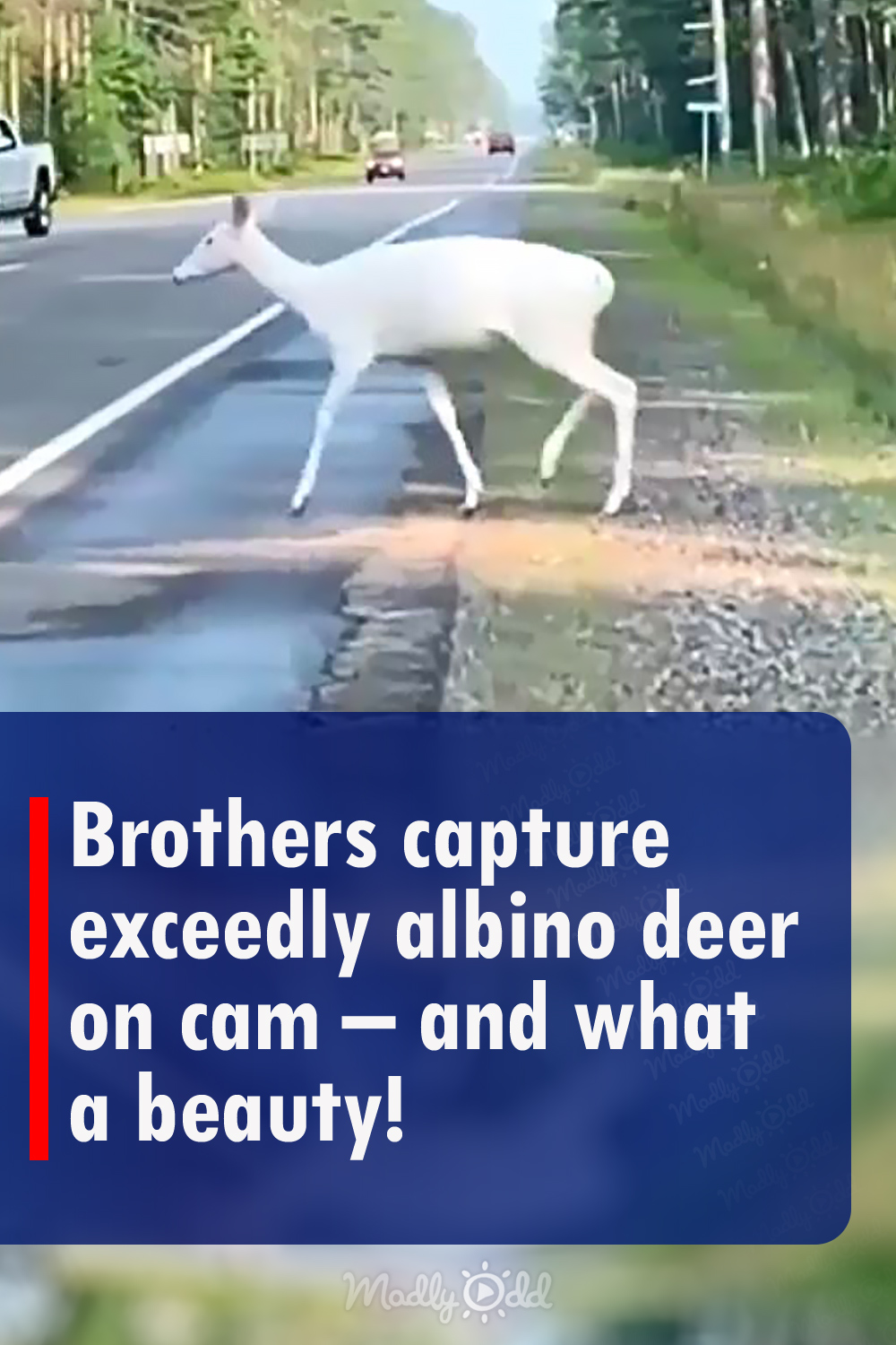 Brothers capture exceedly albino deer on cam – and what a beauty!