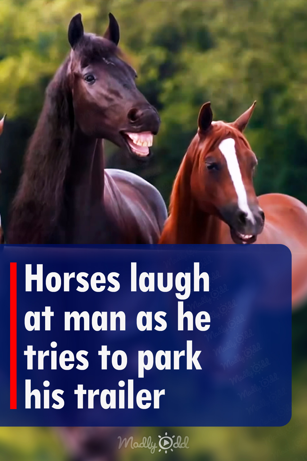 Horses laugh at man as he tries to park his trailer
