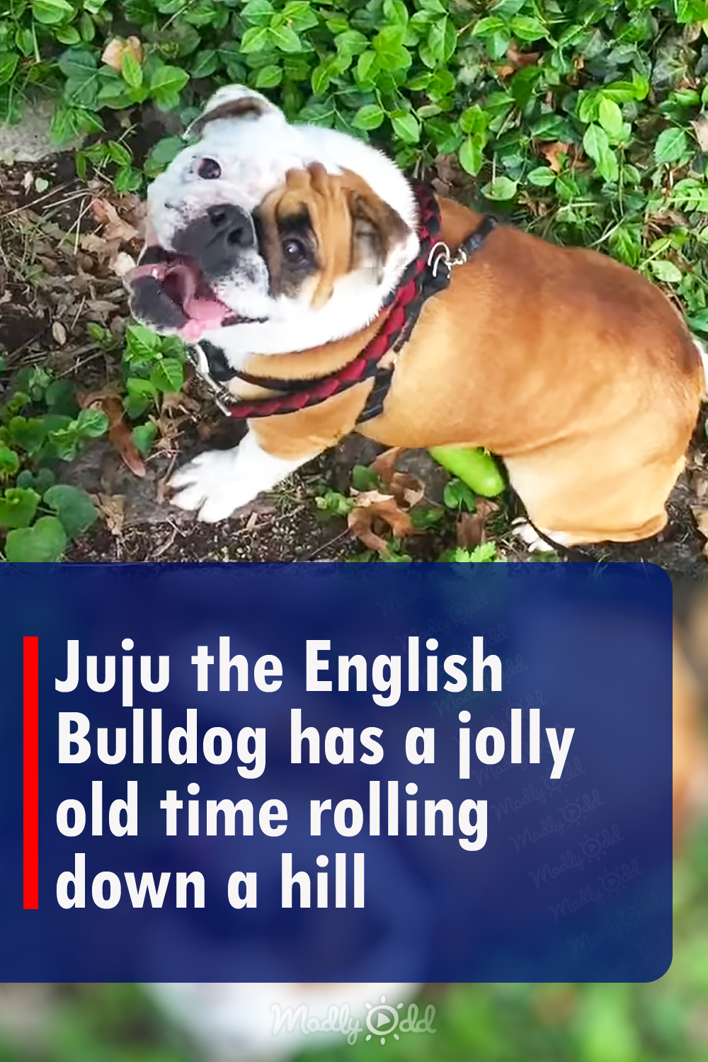 Juju the English Bulldog has a jolly old time rolling down a hill