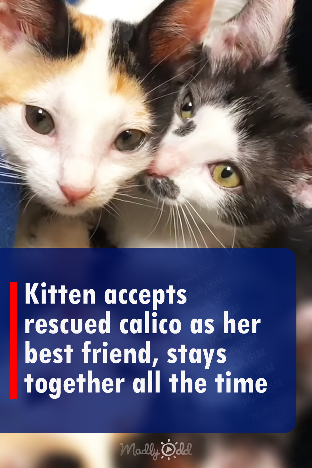 Kitten accepts rescued calico as her best friend, stays together all the time