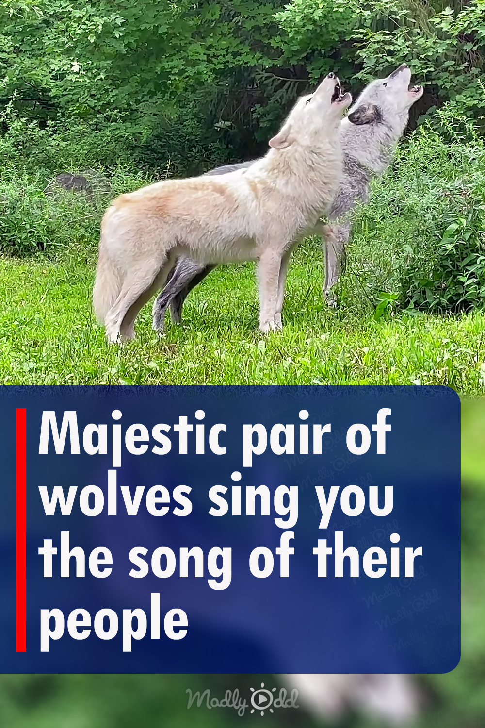 Majestic pair of wolves sing you the song of their people