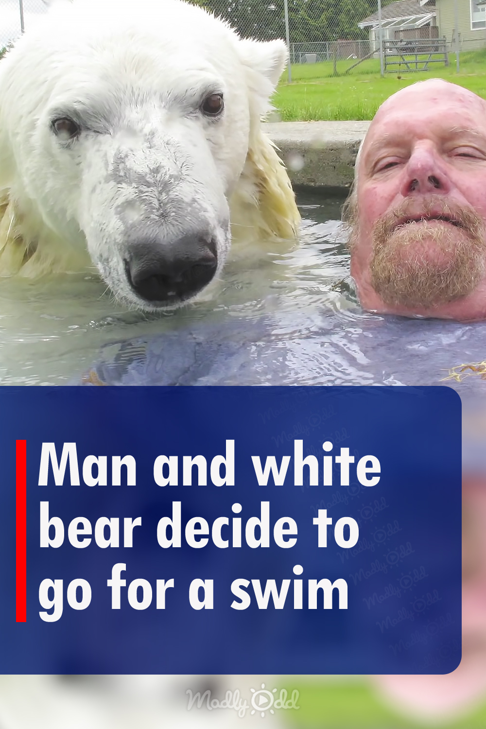 Man and white bear decide to go for a swim