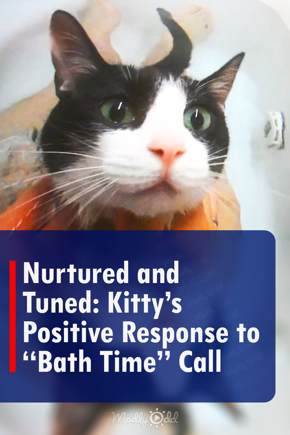 Nurtured and Tuned: Kitty’s Positive Response to “Bath Time” Call