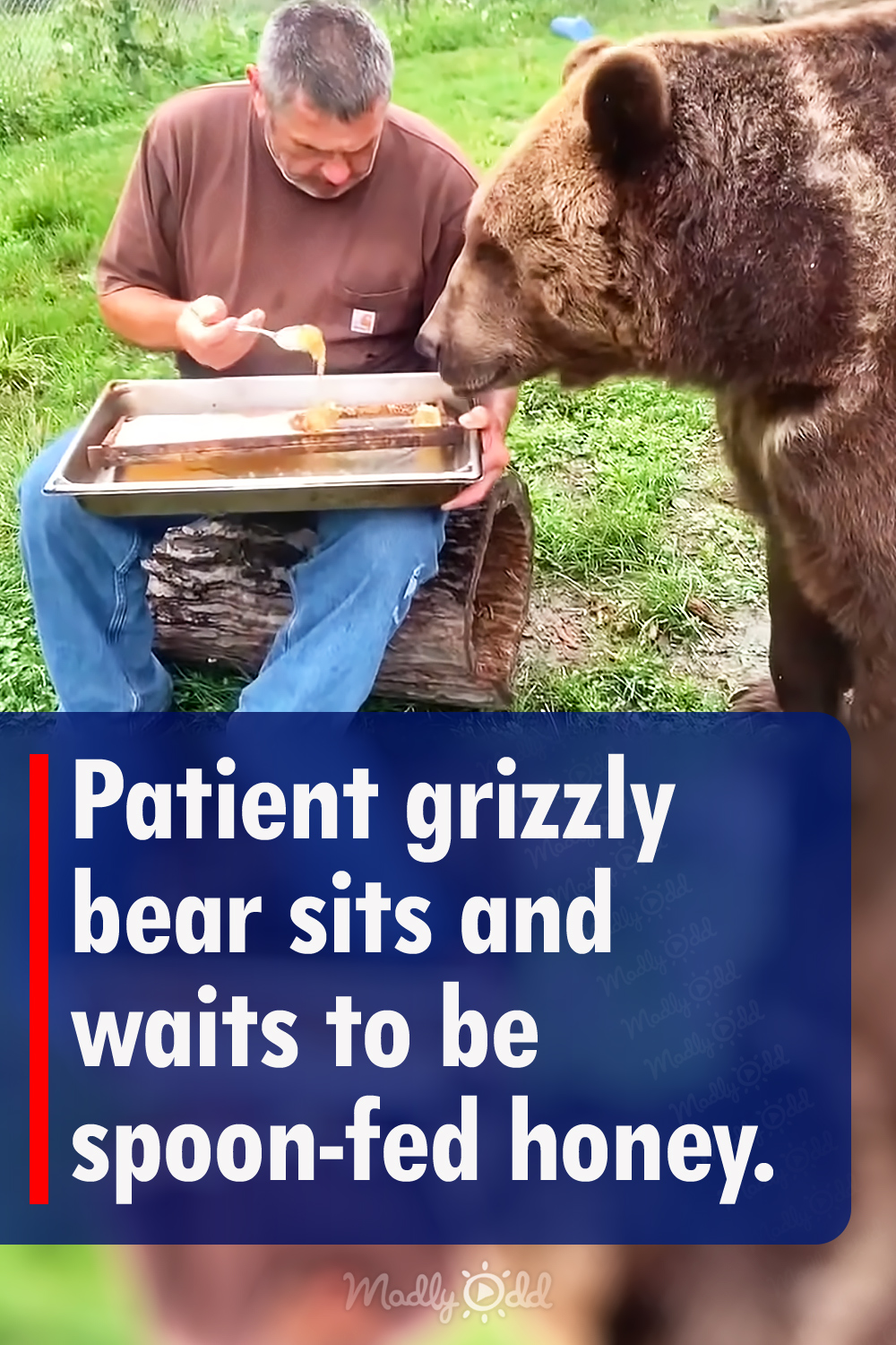 Patient grizzly bear sits and waits to be spoon-fed honey.