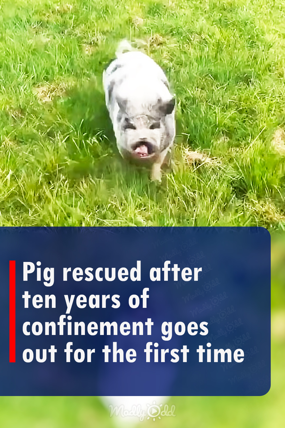 Pig rescued after ten years of confinement goes out for the first time
