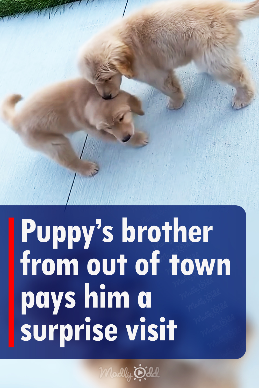 Puppy’s brother from out of town pays him a surprise visit