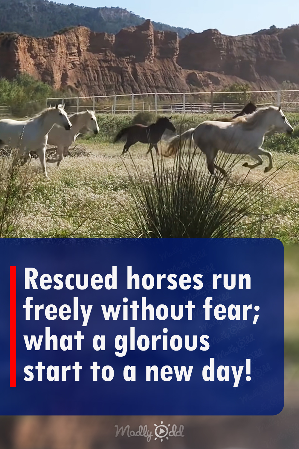 Rescued horses run freely without fear; what a glorious start to a new day!