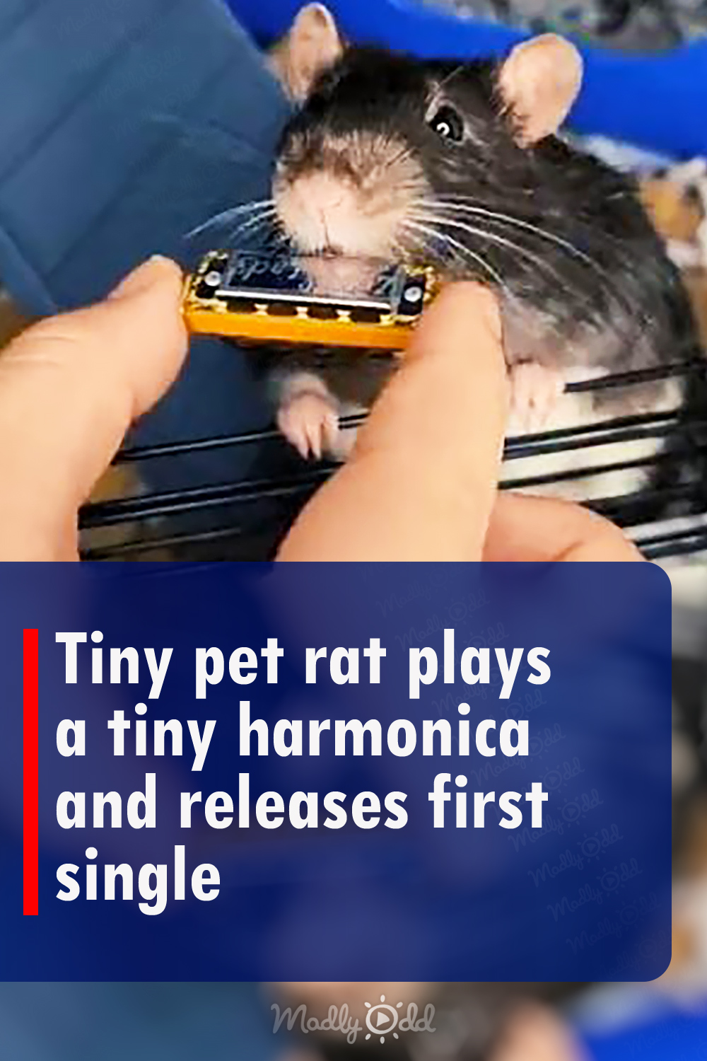 Tiny pet rat plays a tiny harmonica and releases first single