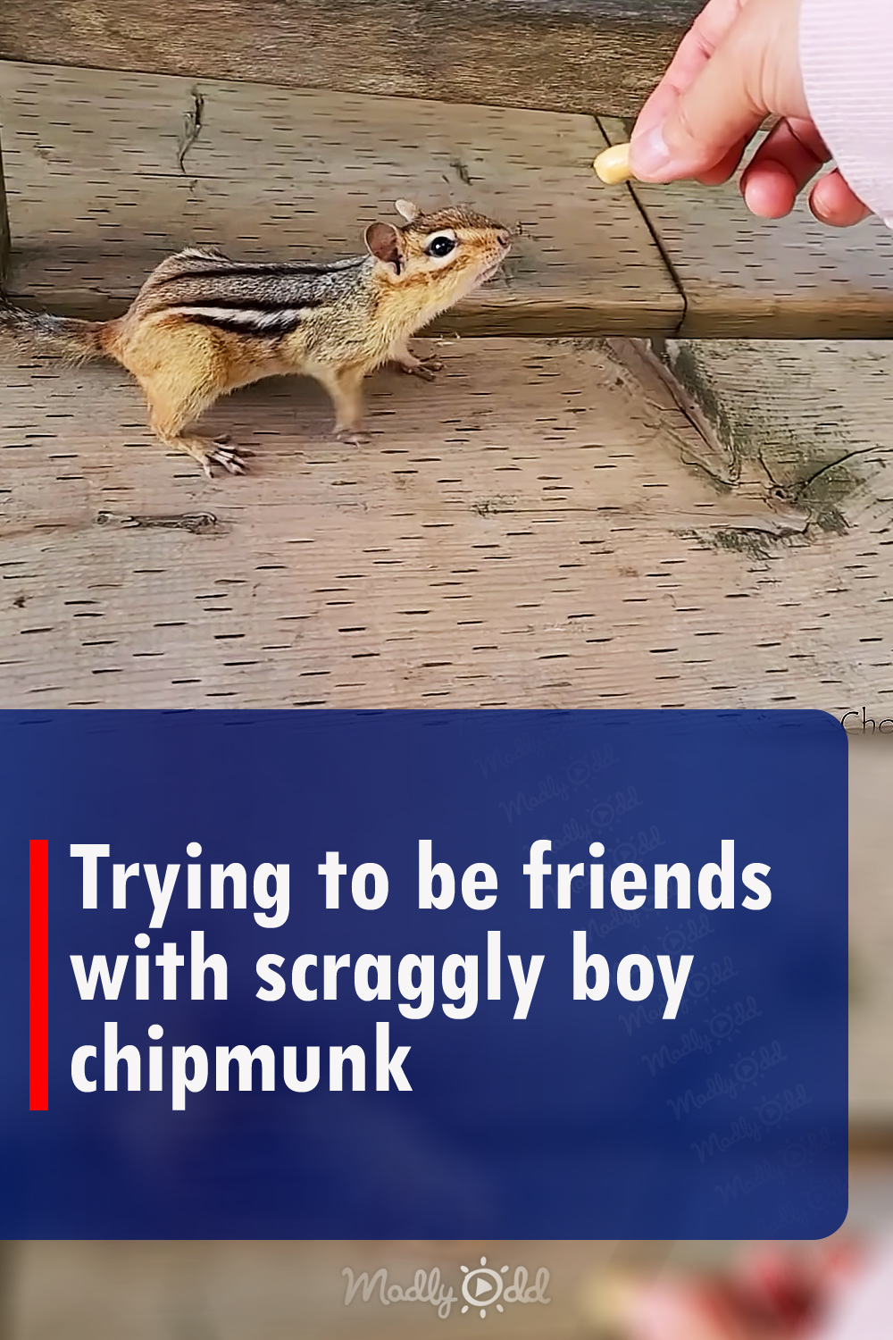 Trying to be friends with scraggly boy chipmunk